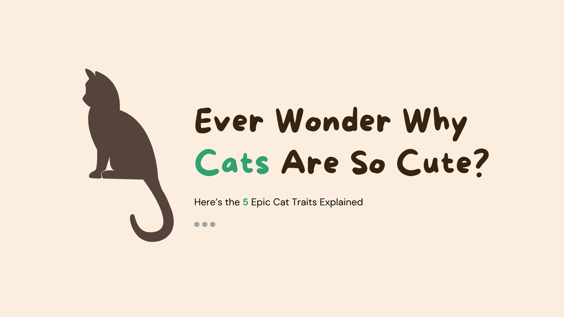 Ever Wonder Why Cats Are So Cute? Here’s the 5 Epic Cat Traits Explained