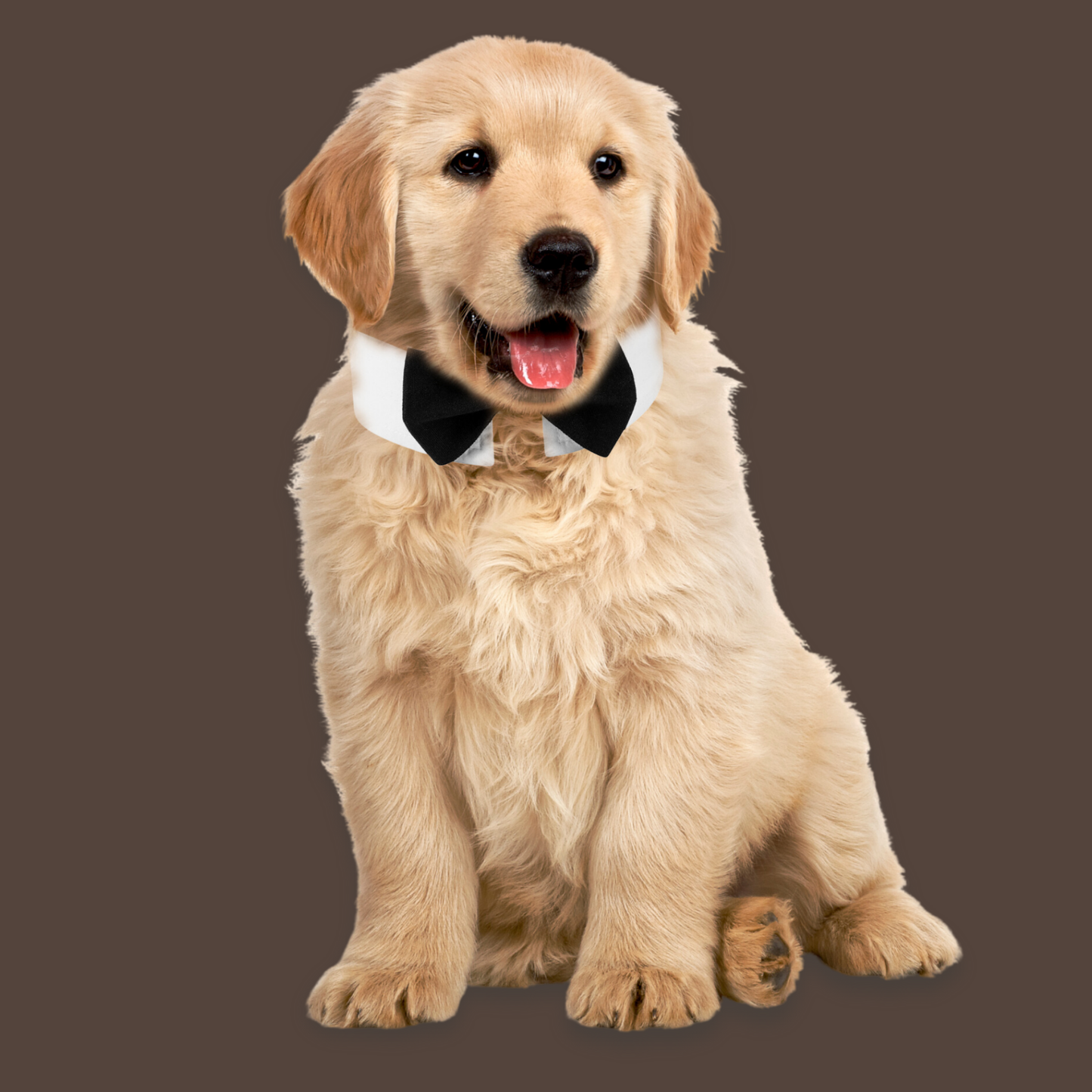 Classic Black Bowtie for Pets