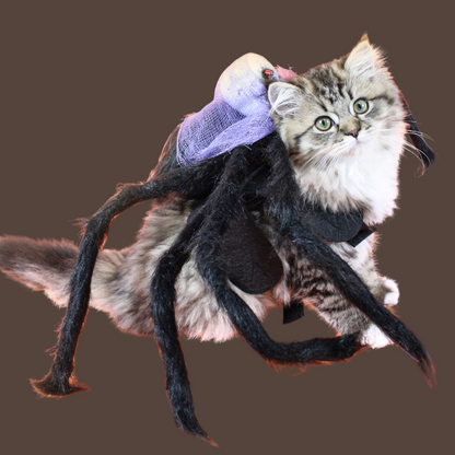 Halloween Spider Pet Costume