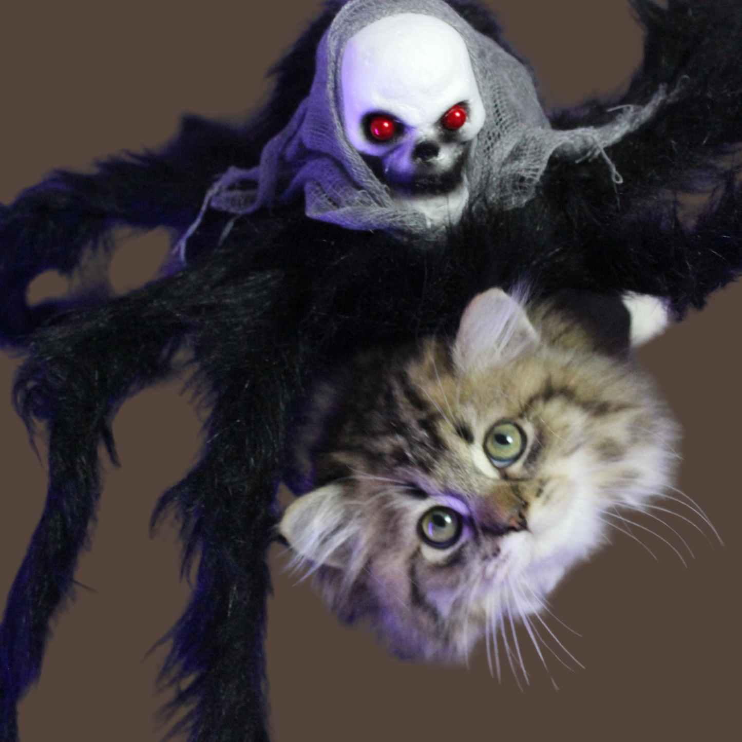 Halloween Spider Pet Costume