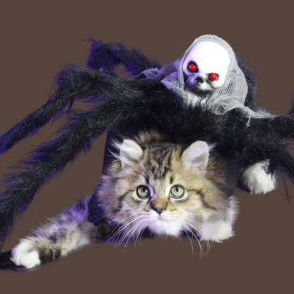 Halloween Spider Pet Costume