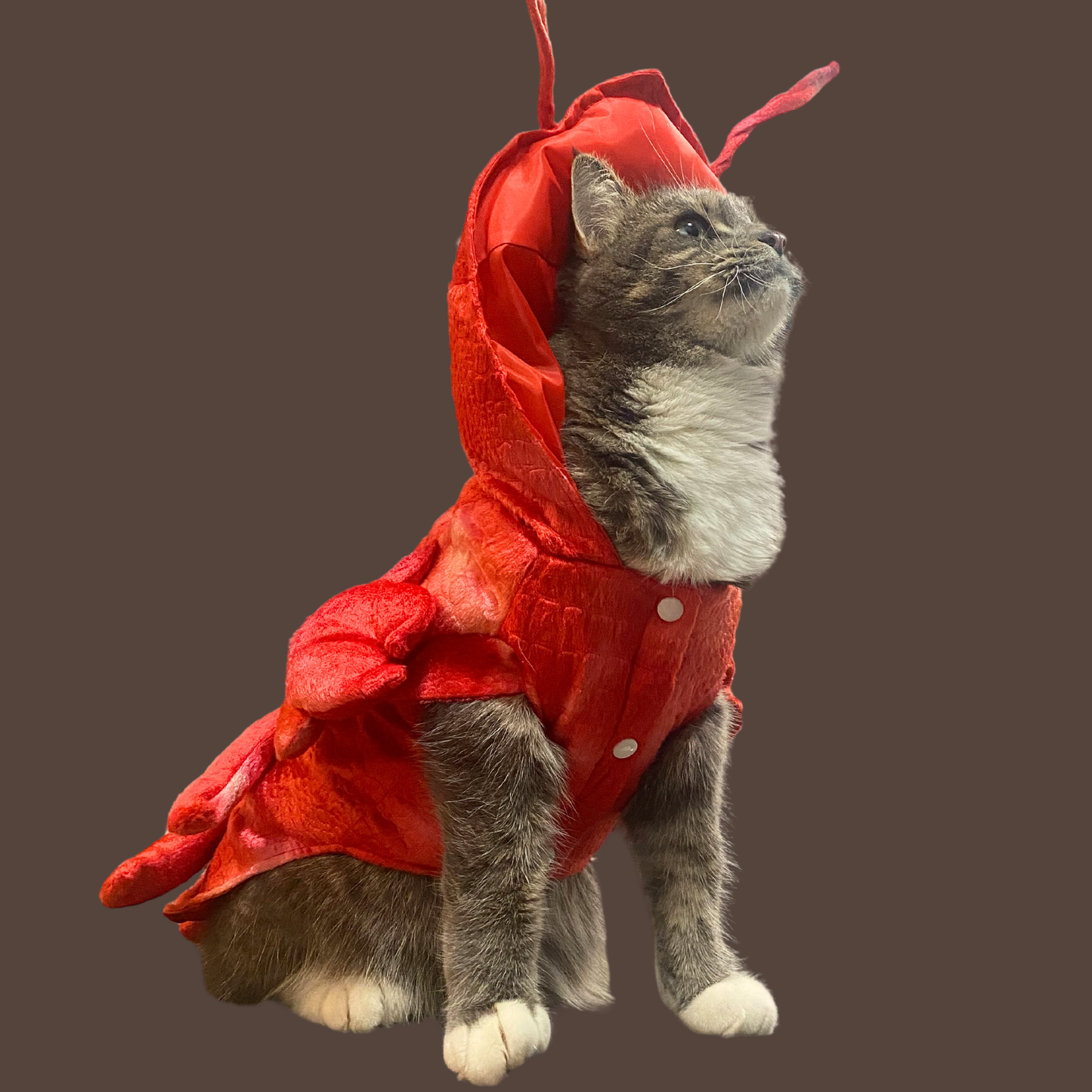 Lobster Costume for Pets