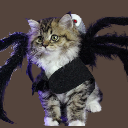 Halloween Spider Pet Costume