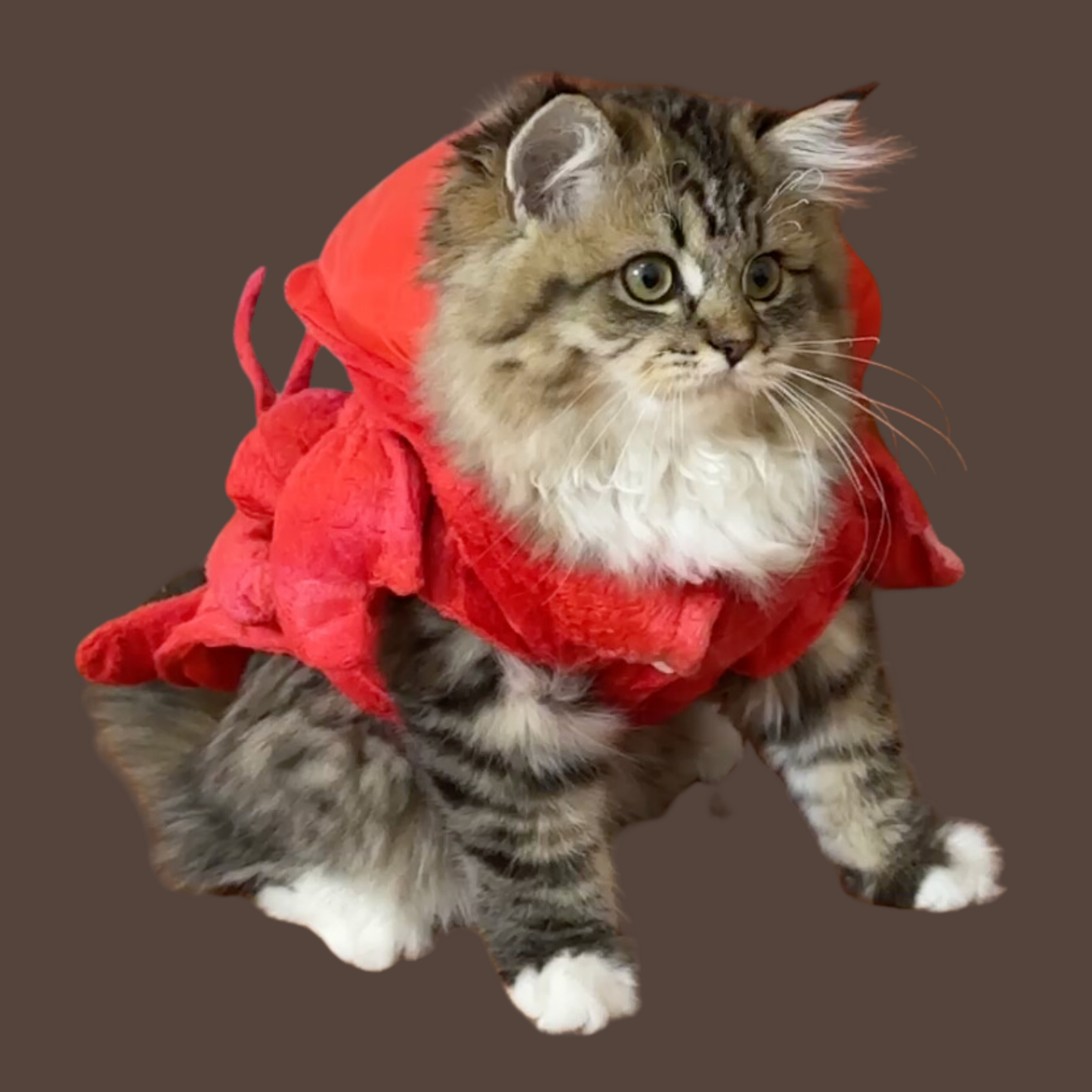 Lobster Costume for Pets