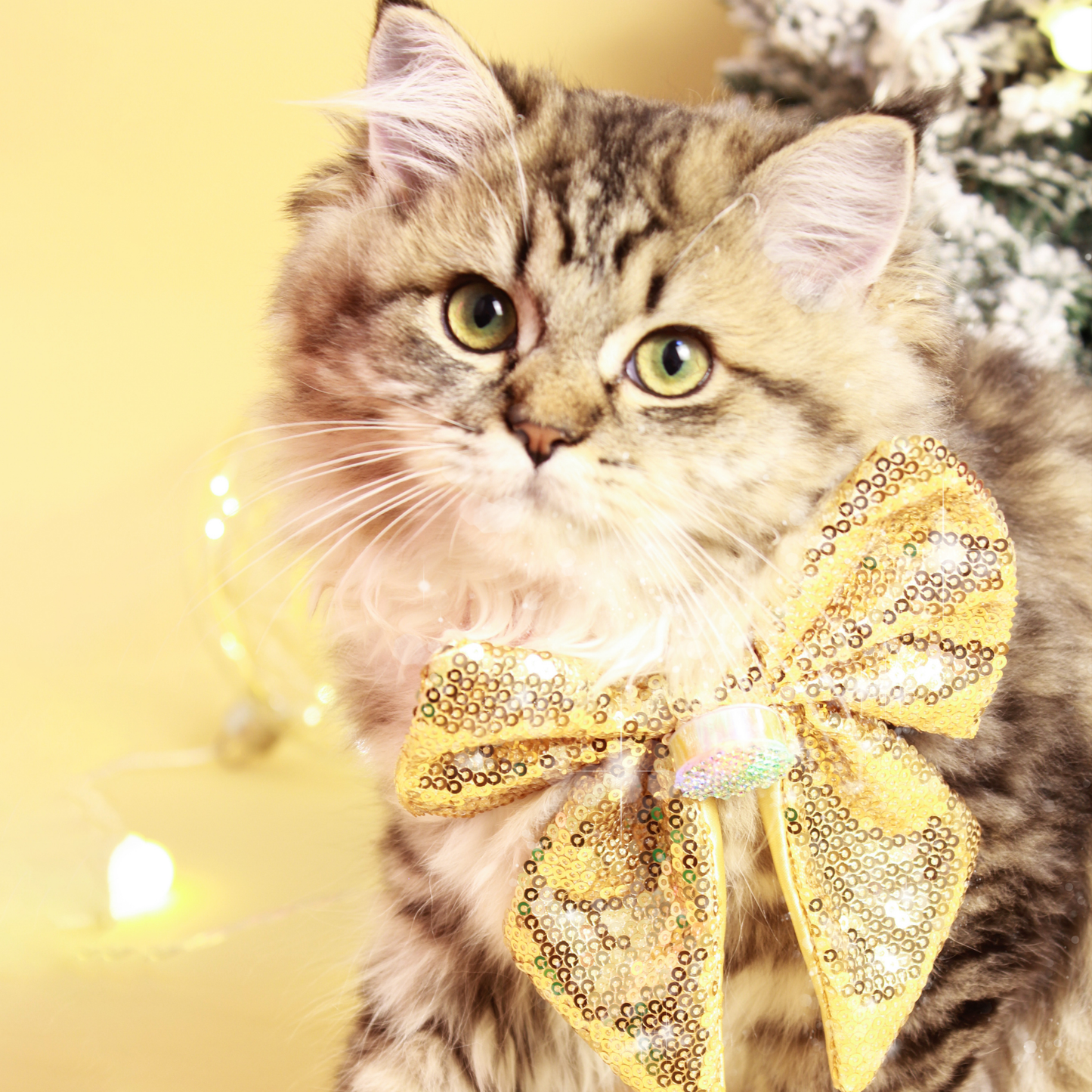 Handmade Gold Sequins lighting bow for Cats and Dogs (Collar + Charm)