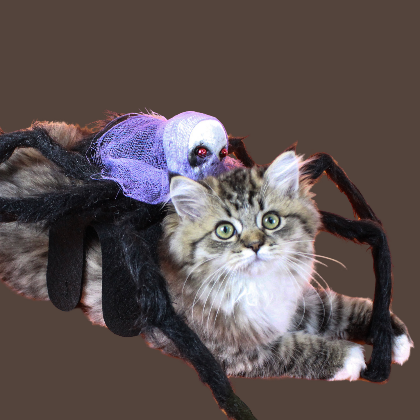 Halloween Spider Pet Costume